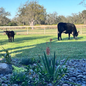A couple of cows grazing in the grass.