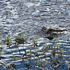 A large alligator swimming in the water.